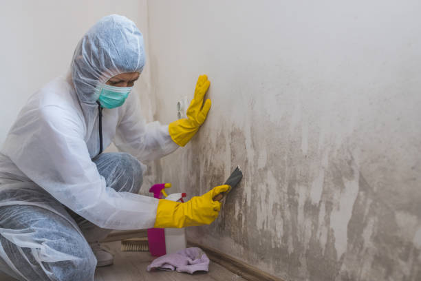 Best Black Mold Removal  in Martinez, CA